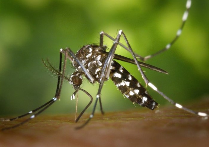 Expertos chinos descubren nexo entre temperaturas anómalas en Índico con brotes de dengue