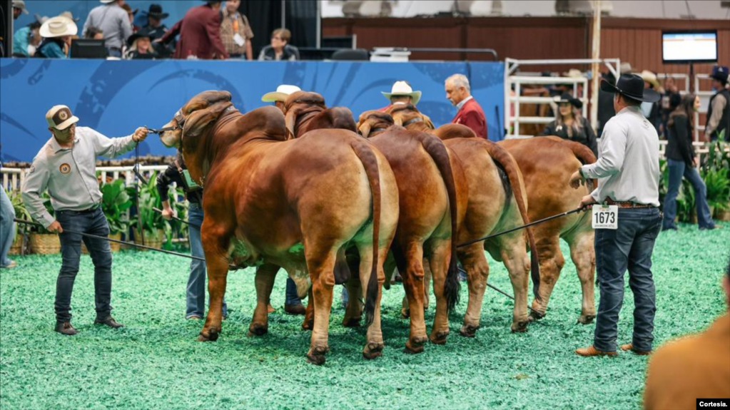 De migrante a exitoso criador de ganado, venezolano gana importante premio en feria de Texas