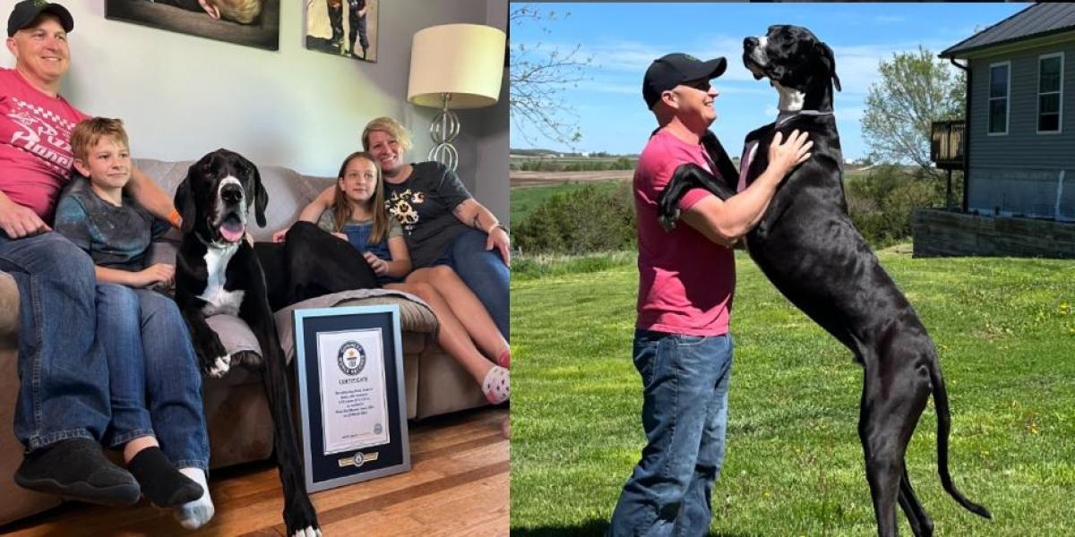 Kevin, el perro más alto del mundo, murió una semana después de romper el Récord Guinness