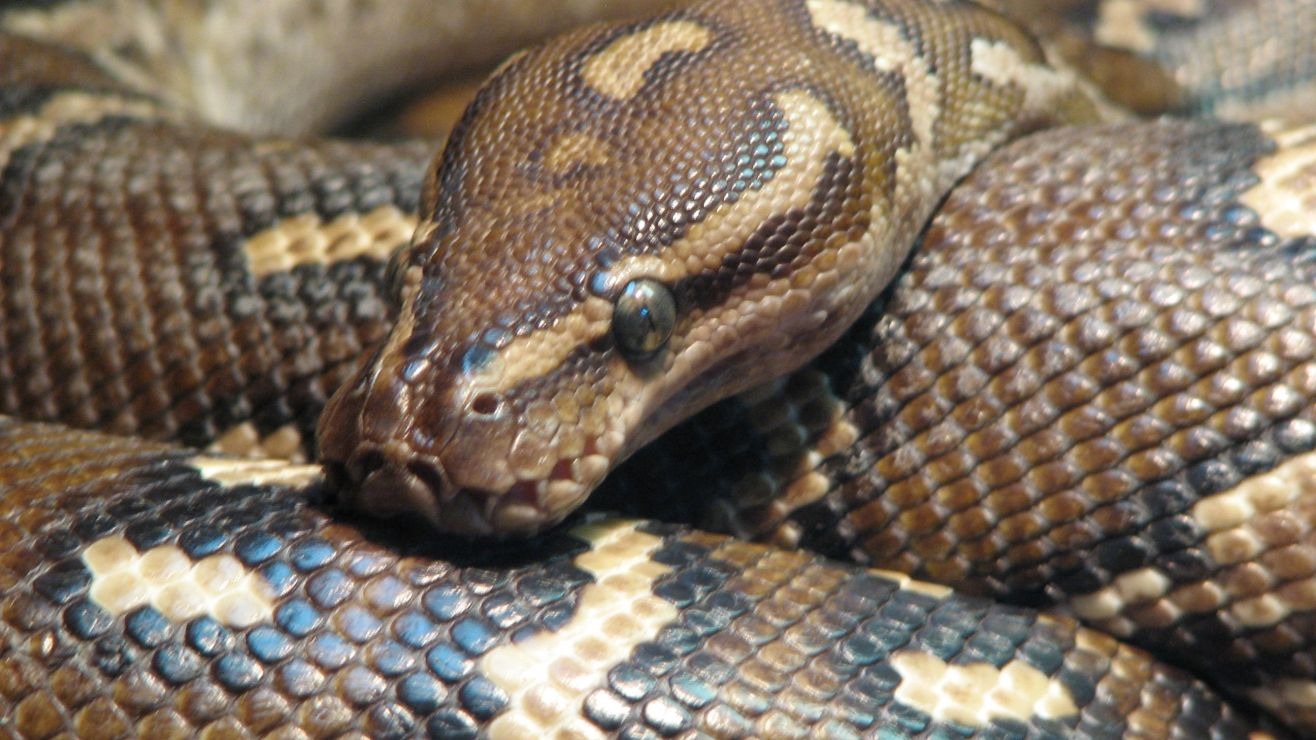 ¡Tremendo susto! Serpiente de casi 2 metros de largo vivía en un apartamento de Nueva York (VIDEO)