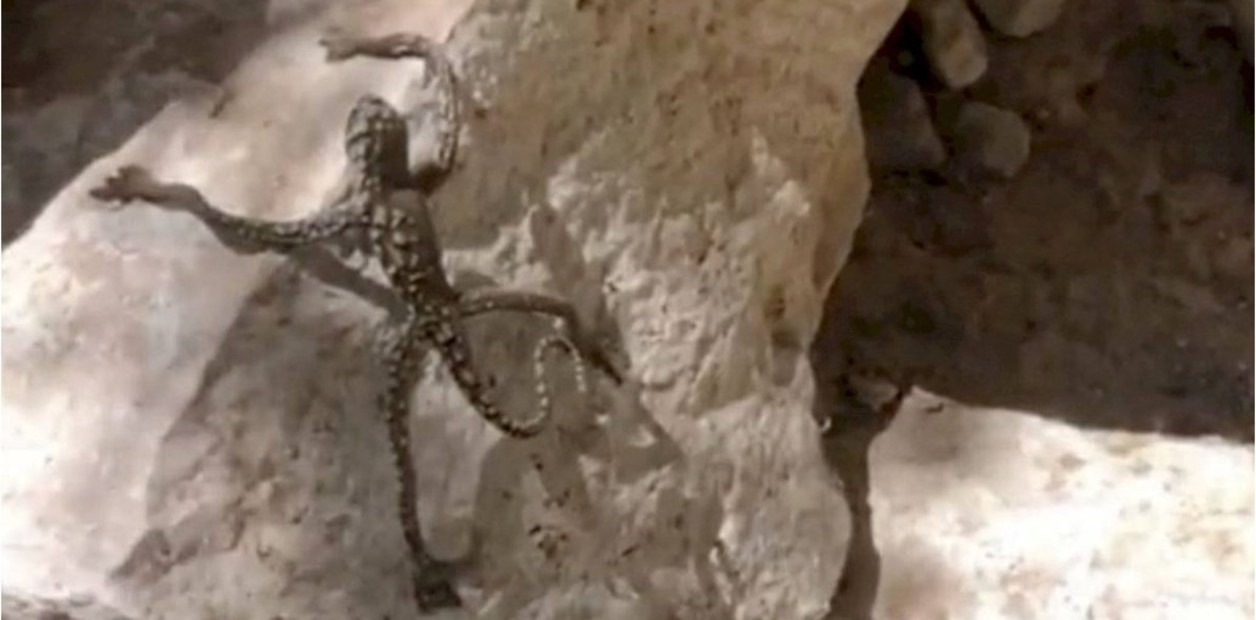 VIDEO: Una mujer filmó un misterioso lagarto que tiene “extremidades humanas” en Nevada