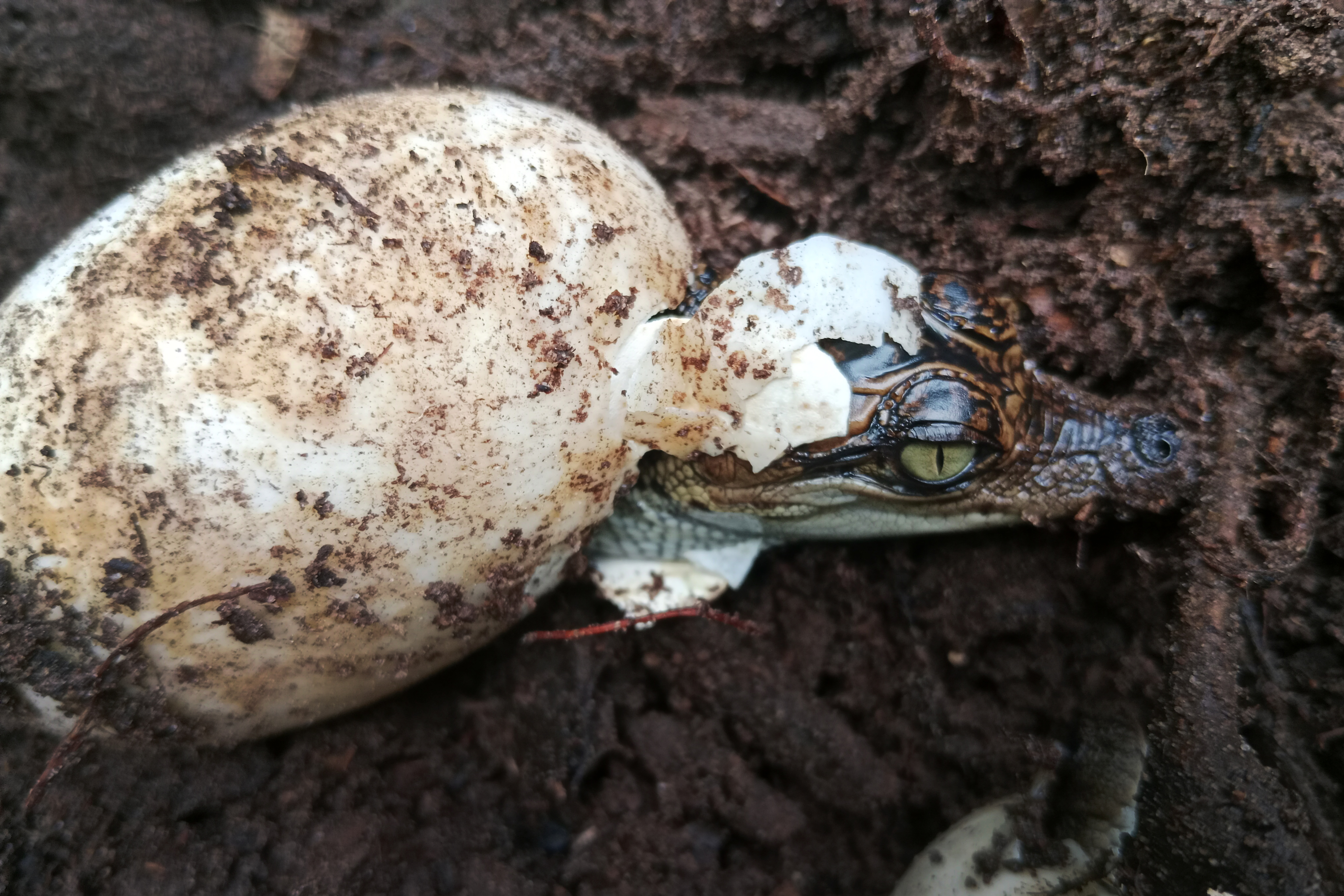 Nacen 60 crías del casi extinto cocodrilo siamés en una zona selvática de Camboya (FOTOS)