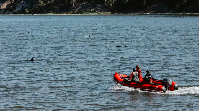 Un impresionante operativo rescató a más de 100 delfines blancos atrapados en una marea baja en EEUU