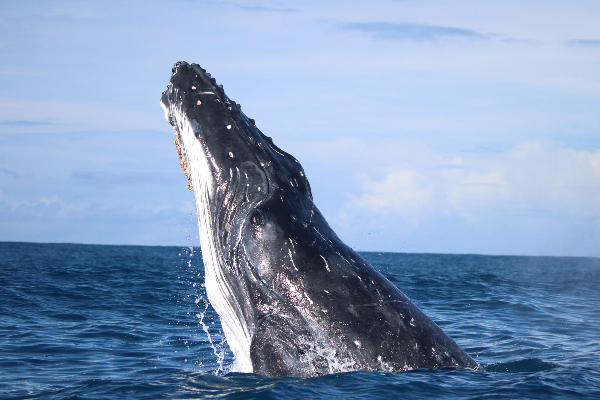 Las ballenas fueron más felices durante la pandemia del Covid, revela estudio científico
