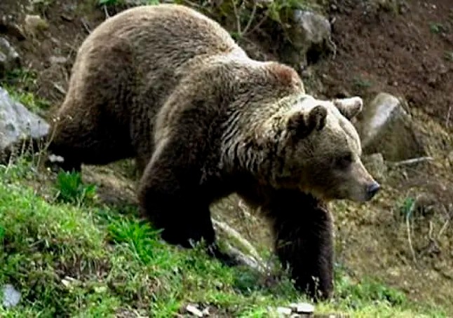 El brutal ataque de un oso que acabó con la vida de una joven