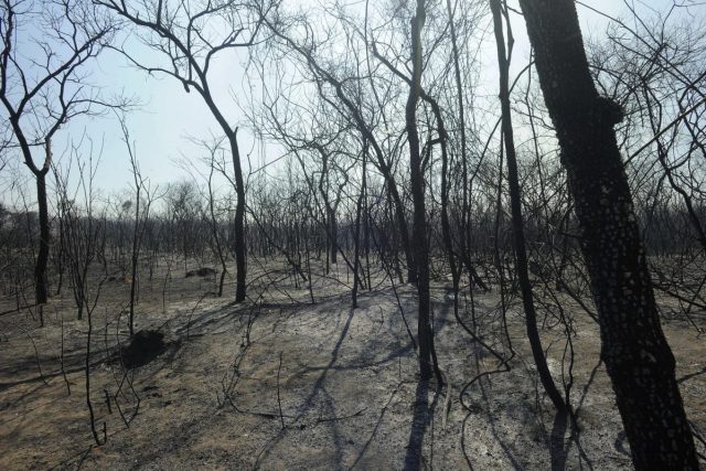 Fotografía que muestra vegetación afectada por un incendio forestal, el 24 de julio de 2024, en Roboré (Bolivia). EFE/ Juan Pablo Roca.