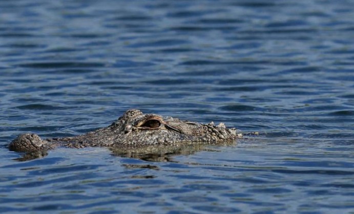 Un cocodrilo mata a una mujer que se bañaba en un río en Indonesia