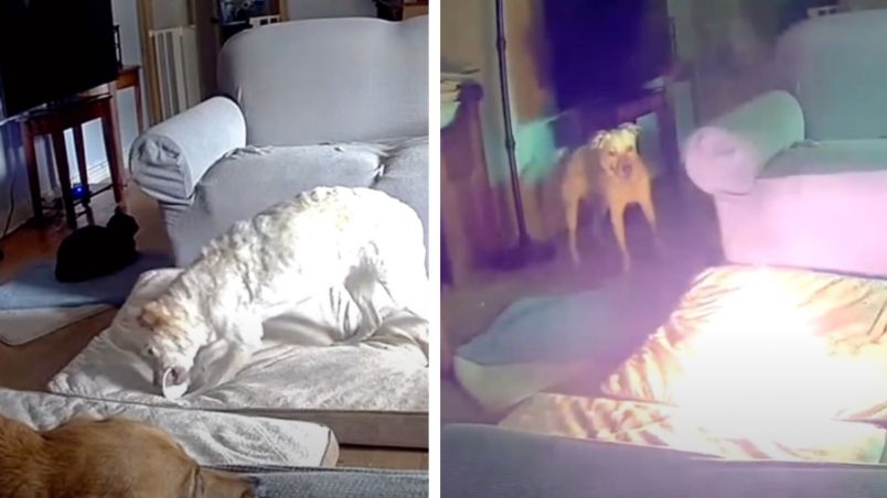 VIDEO: Perrito provoca incendio por jugar con el cable de una batería de litio portátil