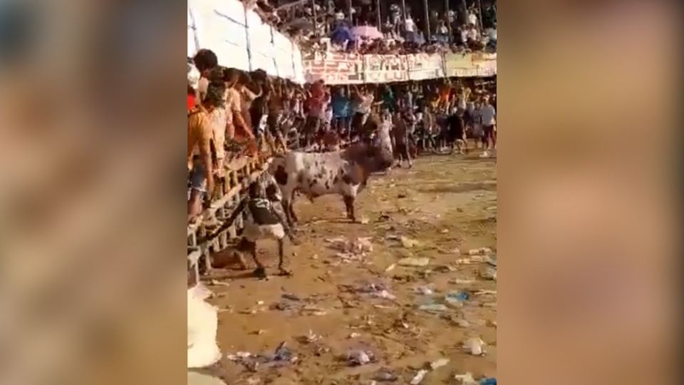 Toro embistió mortalmente a jovencito de 17 años que participó en una corrida en Colombia 