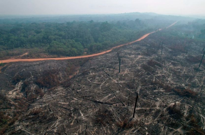 Estudio reveló que la Amazonía ha perdido 88 millones de hectáreas de bosques