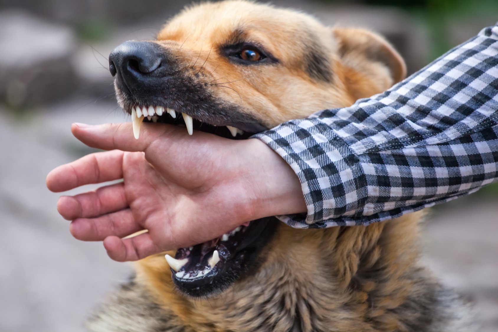 Lo que debes hacer si eres mordido por un animal infectado con rabia