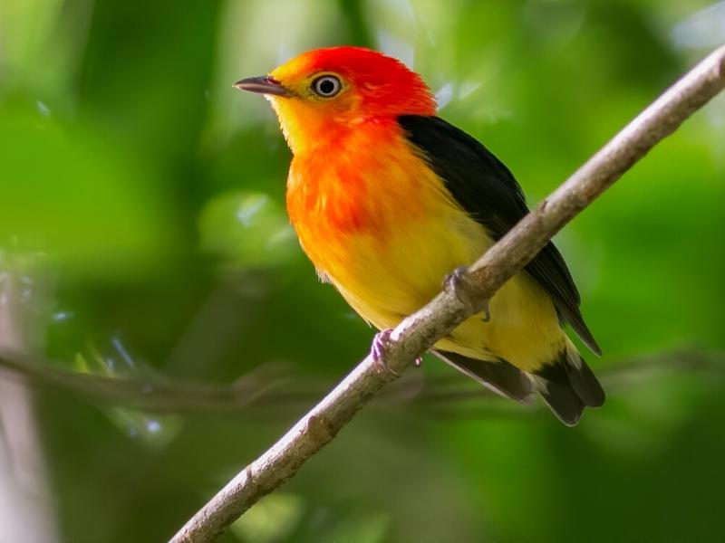 Estudio reveló que una selva brasileña se quedó sin 58 especies de aves por la deforestación