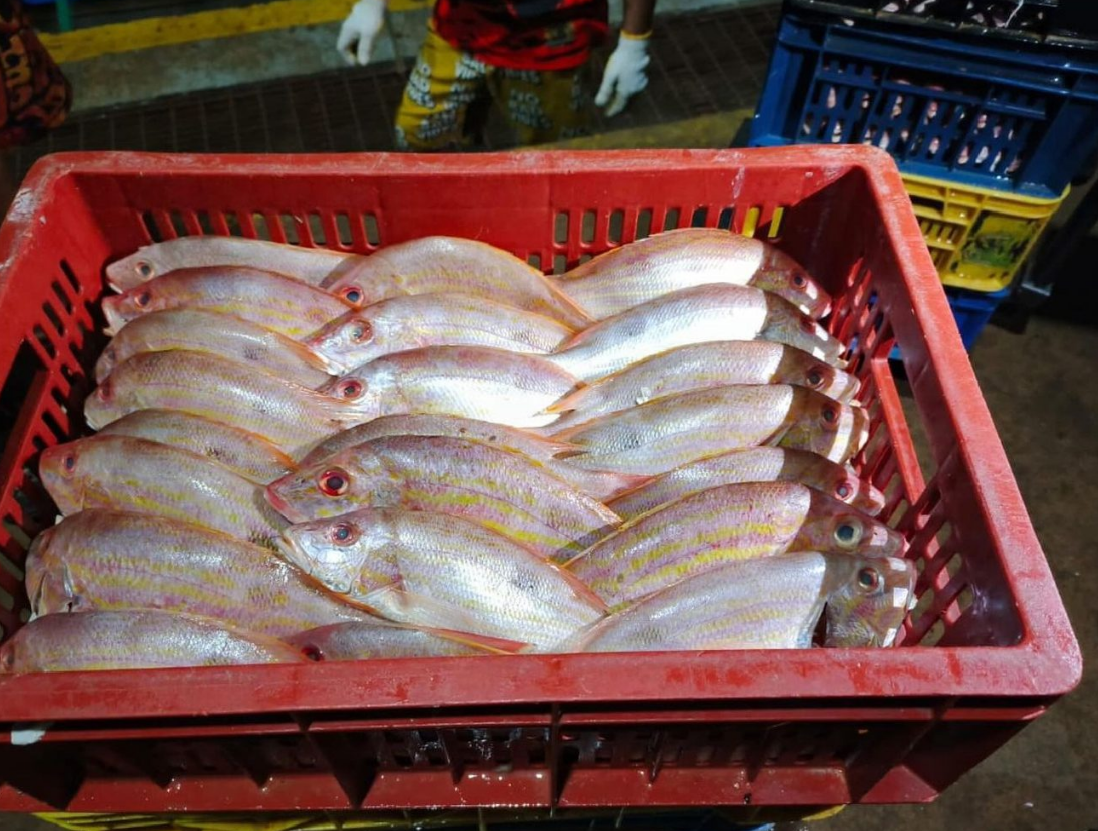 Llegada de siete toneladas de pescado fresco de Venezuela fortalece intercambio comercial con Curazao