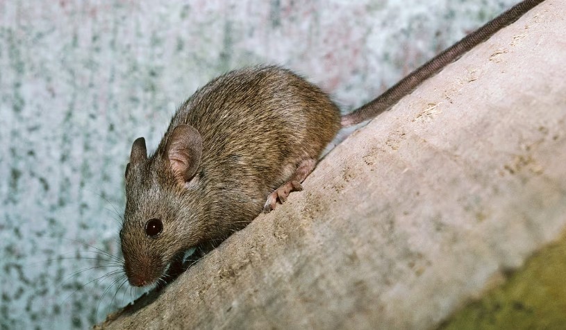 La planta aromática que se puede usar para ahuyentar los ratones de la casa