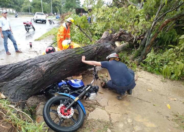 Lo que el viento se llevó: Apamate, cují, pino y samán, las especies de árboles arrasadas por las lluvias en Barinas