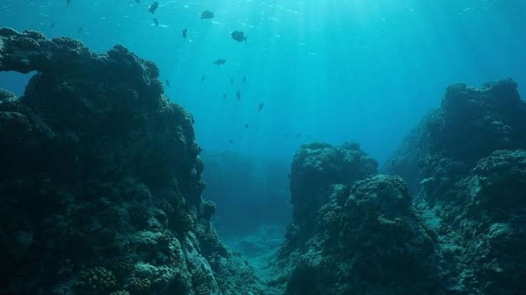 Descubren una nueva especie de tiburón fantasma acechando en las profundidades del océano