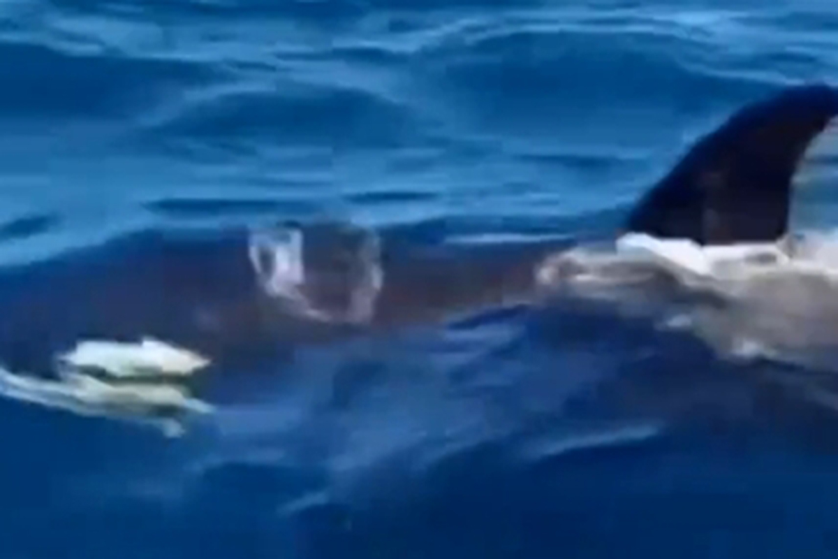 VIDEO: Pescadores se toparon con una enorme orca en Margarita y lo que ocurrió luego sorprendió a todos