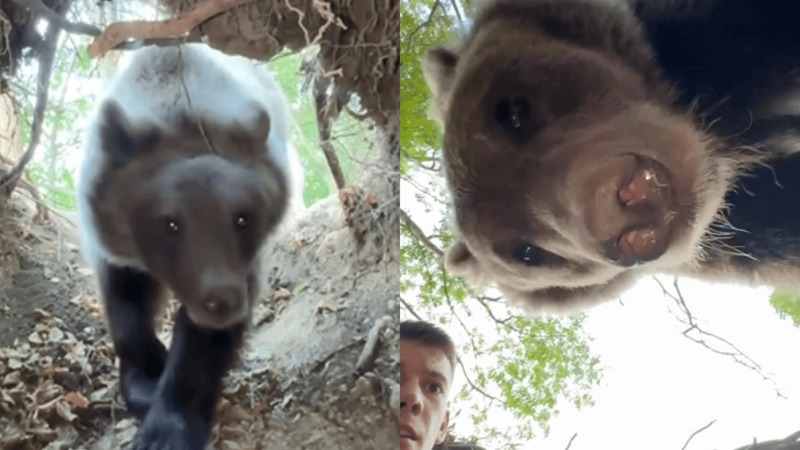 Youtuber entró a la cueva de un oso, el animal lo descubrió y salió vivo de milagro (VIDEO)