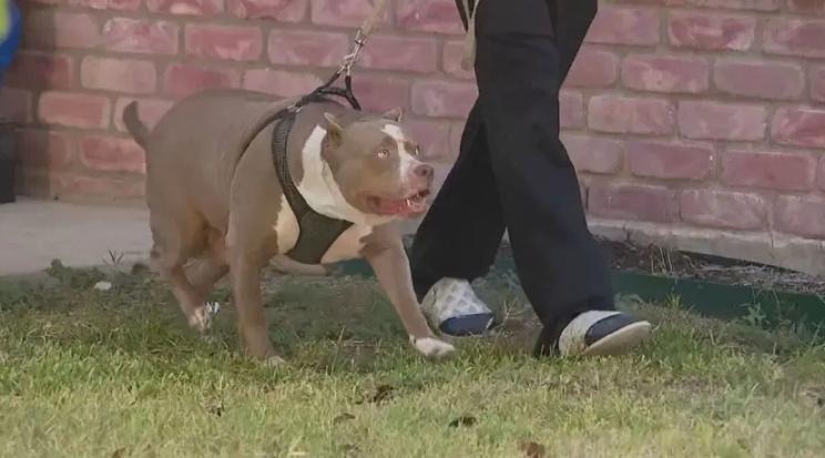 Bebé fue devorado hasta la muerte por una jauría de pitbulls en Texas tras ser abandonado por niñera