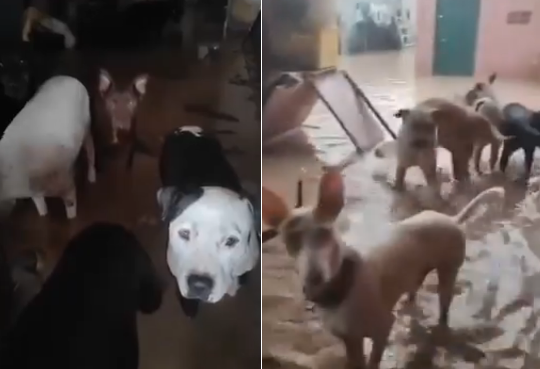 Activista pidió auxilio luego que su refugio con decenas de perritos sin hogar se inundara en España (video)