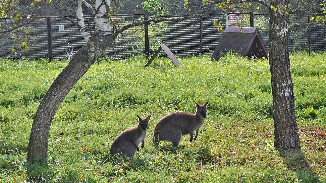 ¿Pequeño delito? Enano puso en vilo a zoológicos al secuestrar a tres crías de canguro