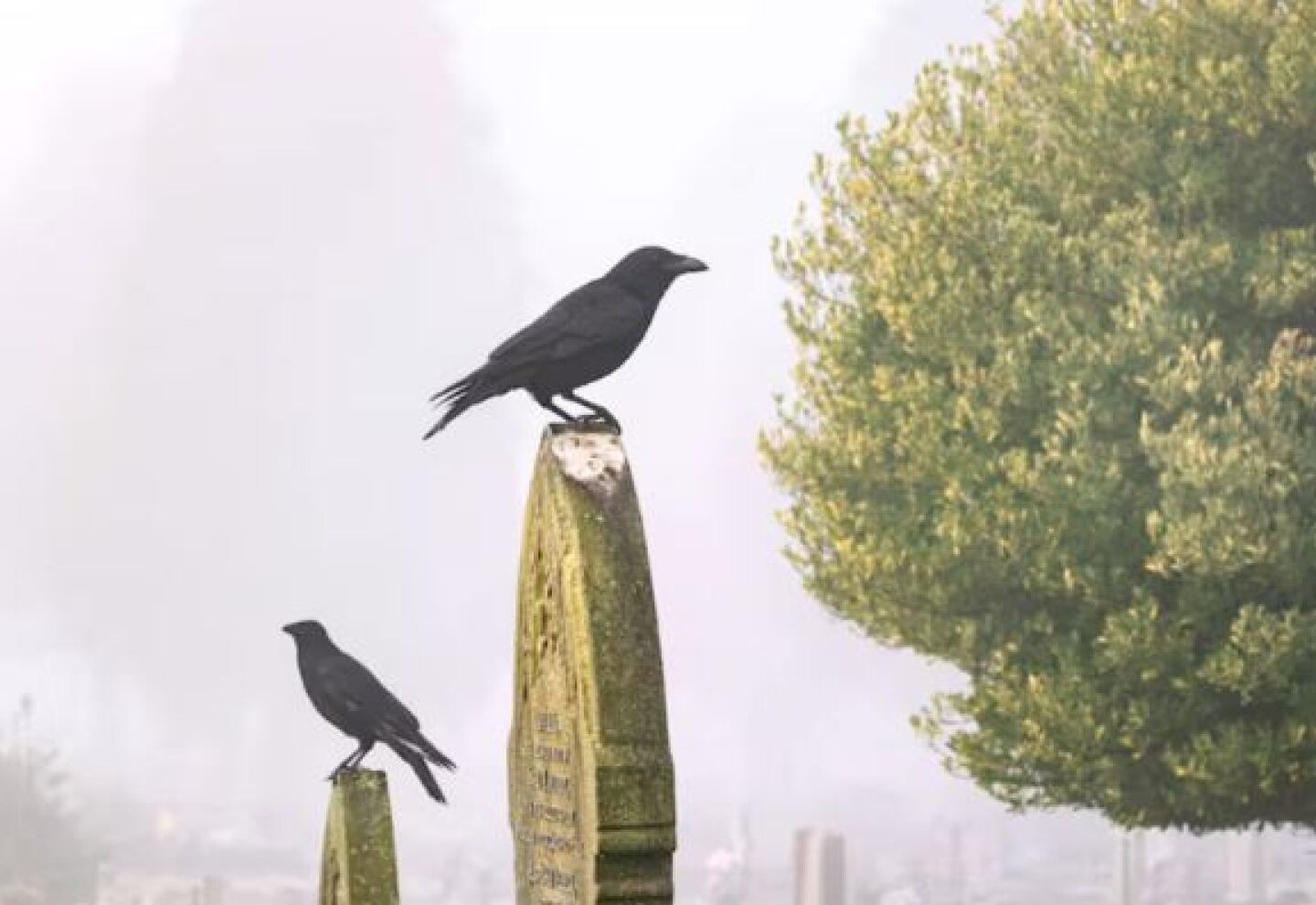 Murió el tercer cuervo de la Torre de Londres y crece el temor por terrible profecía