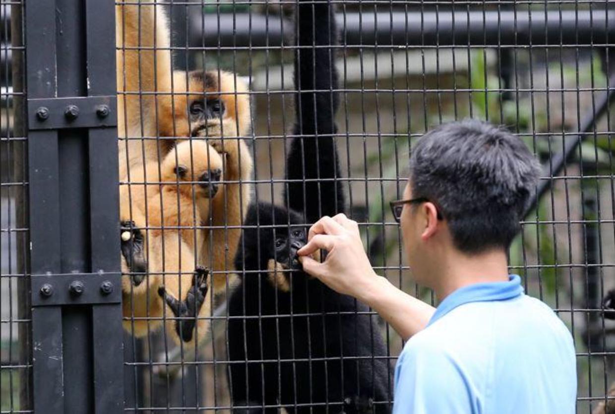 Hong Kong investiga la misteriosa muerte de nueve monos de un zoológico en dos días