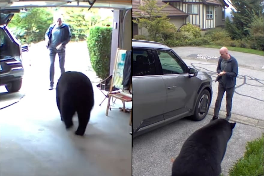 VIRAL: La sorprendente sangre fría de un hombre al encontrarse con un oso en su garage (VIDEO)