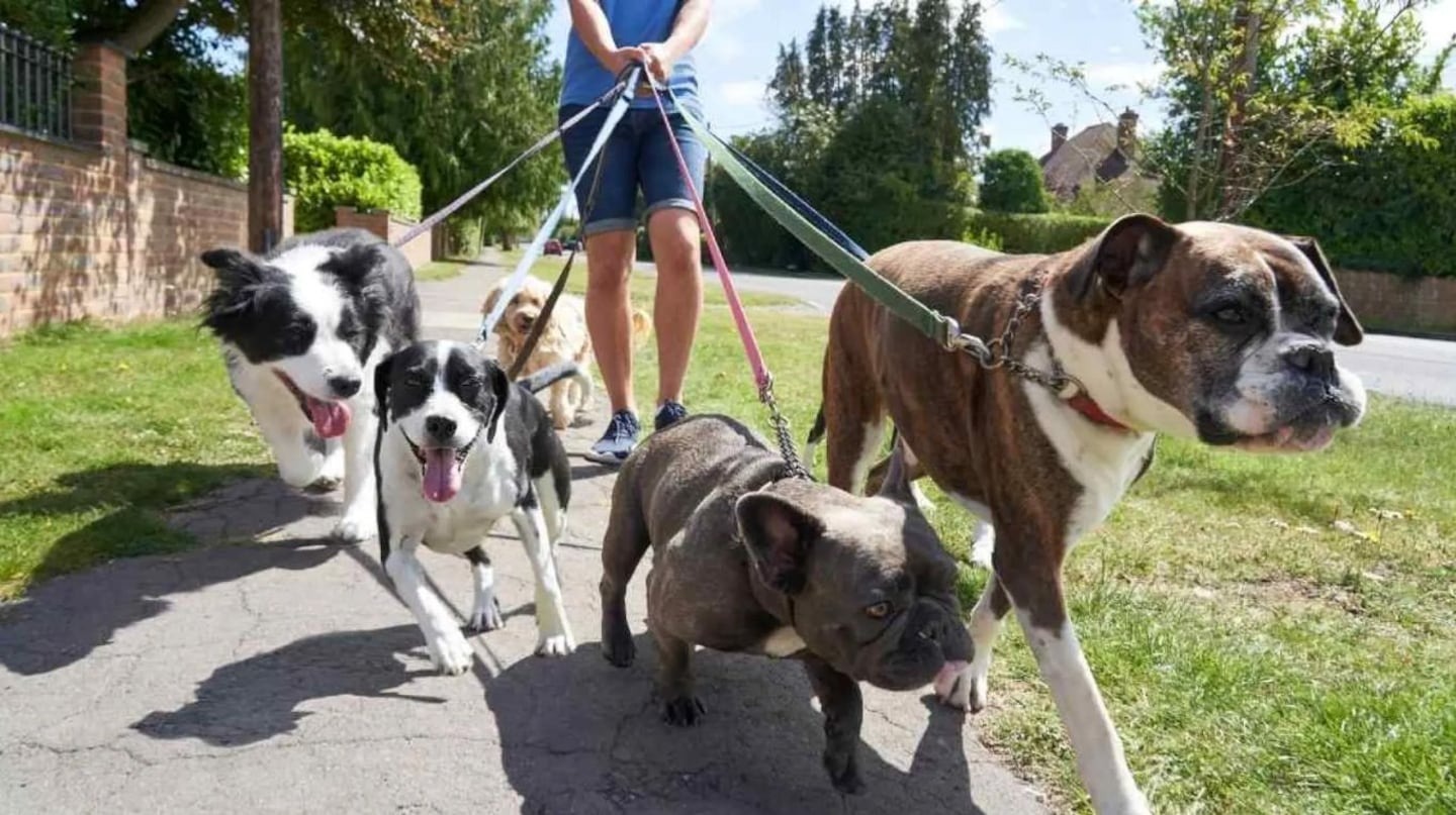 Los ocho perros que paseaba la atacaron hasta la muerte