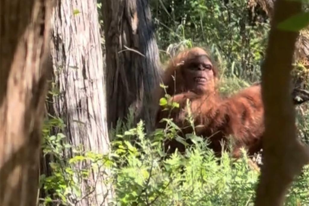 VIRAL: Hacía una excursión en zona boscosa de Oklahoma y se topó con Pie Grande (VIDEO)