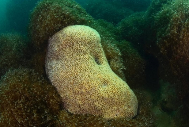 The presence of invasive coral in Venezuelan waters in western Anzoátegui State is a cause for concern