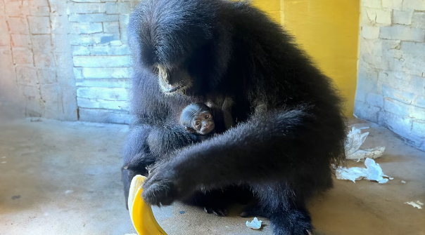 Un rayo de esperanza: cría de siamang en peligro de extinción nace en un zoológico de Florida