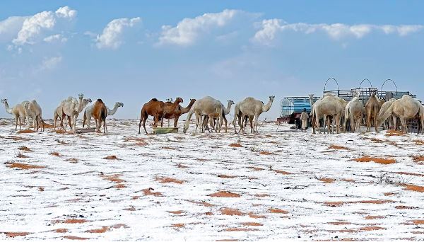 Desierto de Arabia Saudita se cubre de nieve por primera vez en la historia