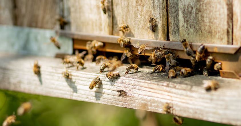 Niño de ocho años muere tras ataque de abejas en Cúcuta