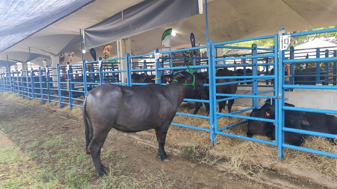 Venezuela’s water buffalo farming increases in Apure State and positions it as the region with the greatest boom