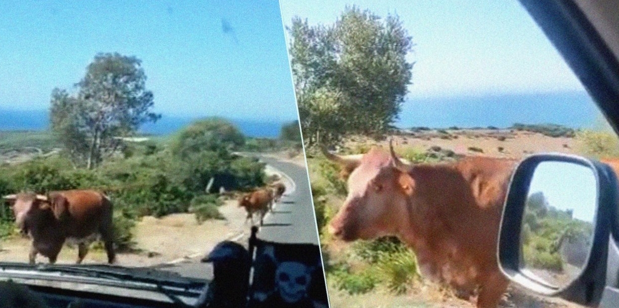 VIDEO increíble: Turista le preguntó una dirección a una vaca y esta se la indicó