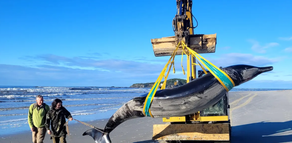 Científicos diseccionan a la ballena más rara del mundo hallada en Nueva Zelanda