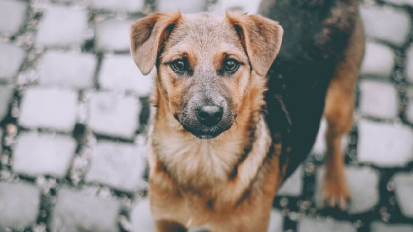 Dueño de restaurante que vendía carne de perro murió tras contagiarse de rabia