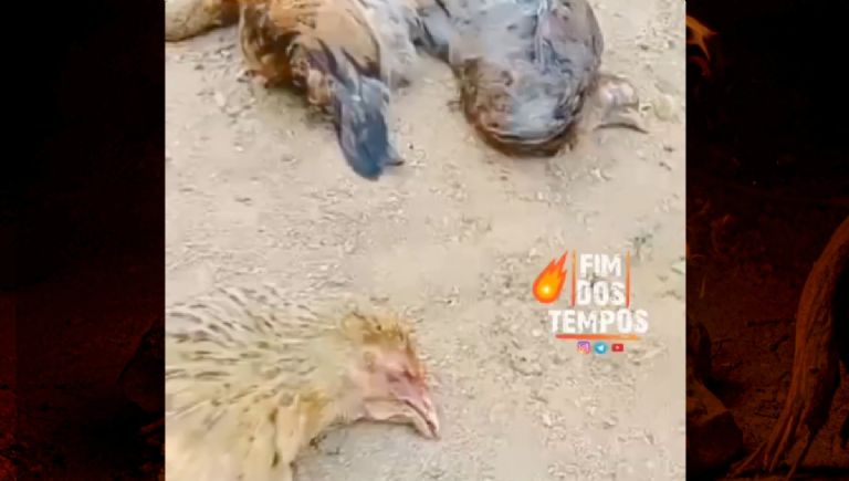 ¿Pacto con fuerzas oscuras? decenas de gallinas amanecen muertas y escupiendo fuego al apretarlas (VIDEO)