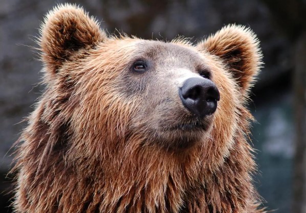 Un hombre encuentra a un oso en el salón de su casa en Japón