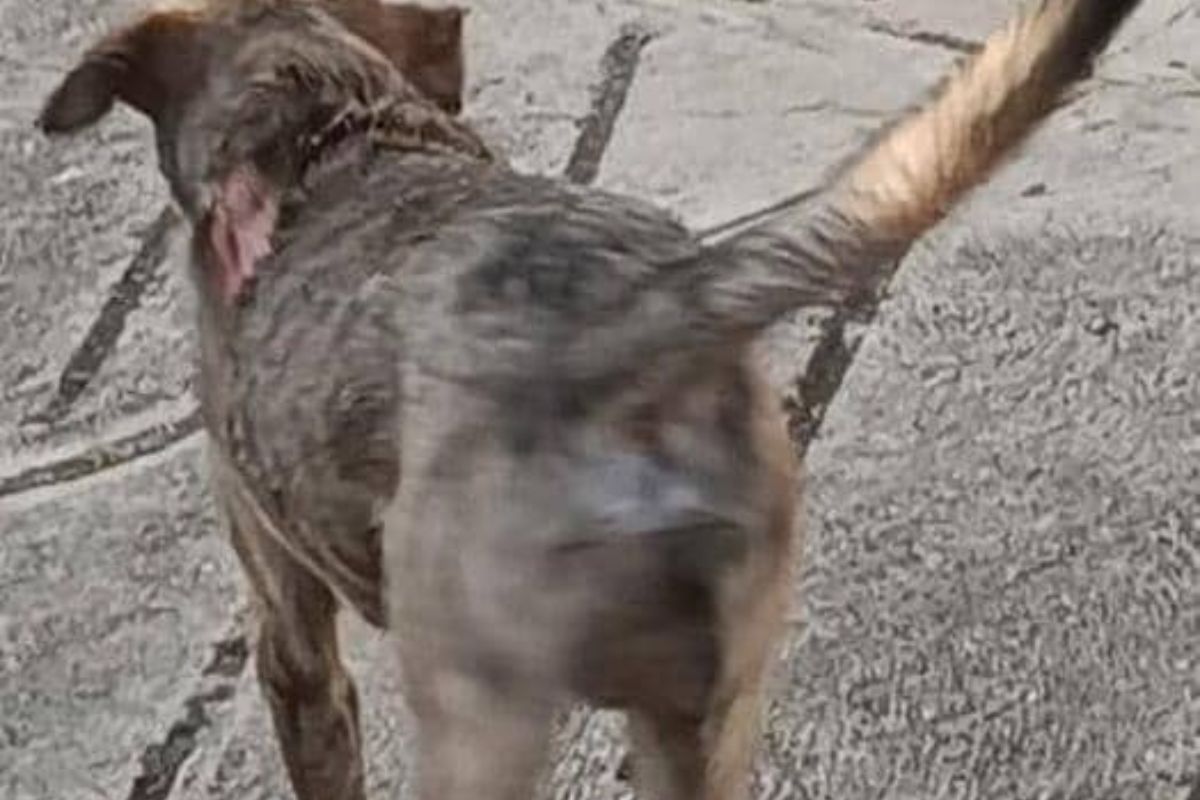 ¡Abominable! Queman con agua hirviendo  a un perro en Táchira