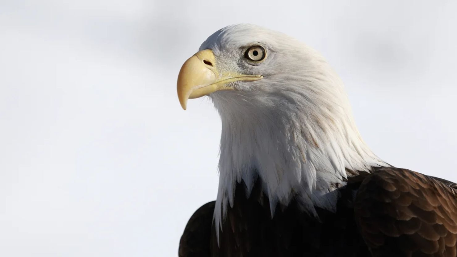 El águila calva es oficialmente designada como el ave nacional de EEUU