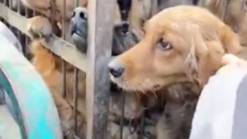 Crueldad en Asia: Perrito es vendido por sus dueños para carne de consumo (VIDEO)