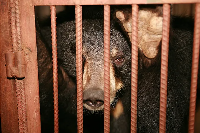 Capturan y sacrifican a un oso en Japón tras atacar a un empleado de un supermercado