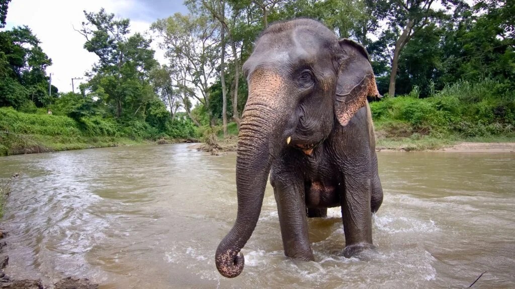 Turista española murió al ser atacada por un elefante en Tailandia