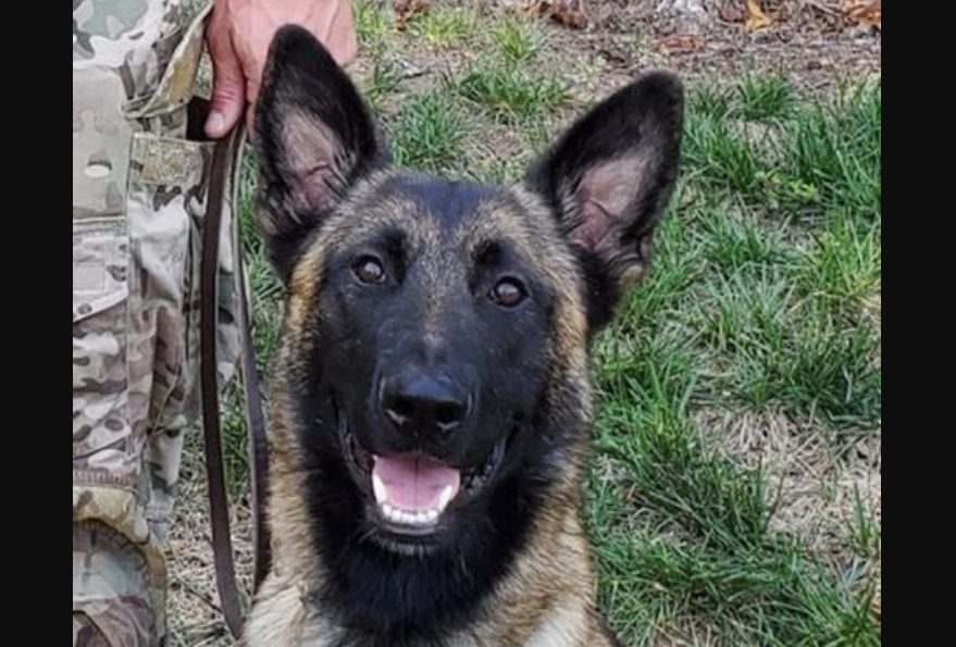 VIDEO: heroico K-9 recibió disparo al descubrir escondite de amenazador sospechoso en Texas