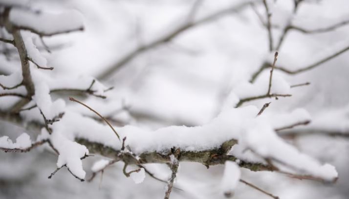 Tormenta invernal superan récord anuales de nieve en varios estados del sur de EEUU