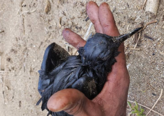 Hallan animales con rastros de petróleo tras último derrame en las costas de Falcón