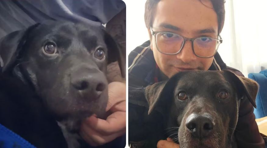 Alcalde de Bogotá ordenó investigar la historia de Cosmo: el perro al que aplicaron la eutanasia sin necesitarlo