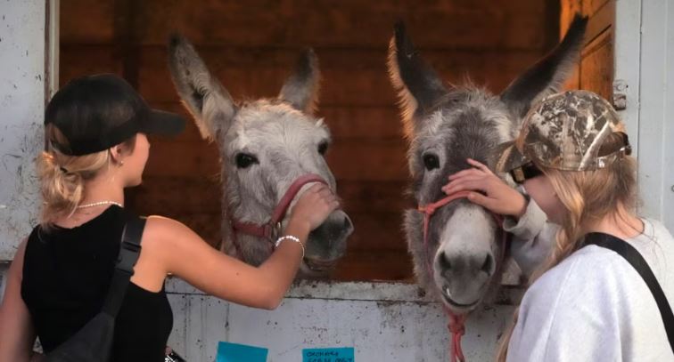 Californianos no se olvidan de sus mascotas al evacuar por feroces incendios en Los Ángeles